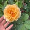 morningglory88